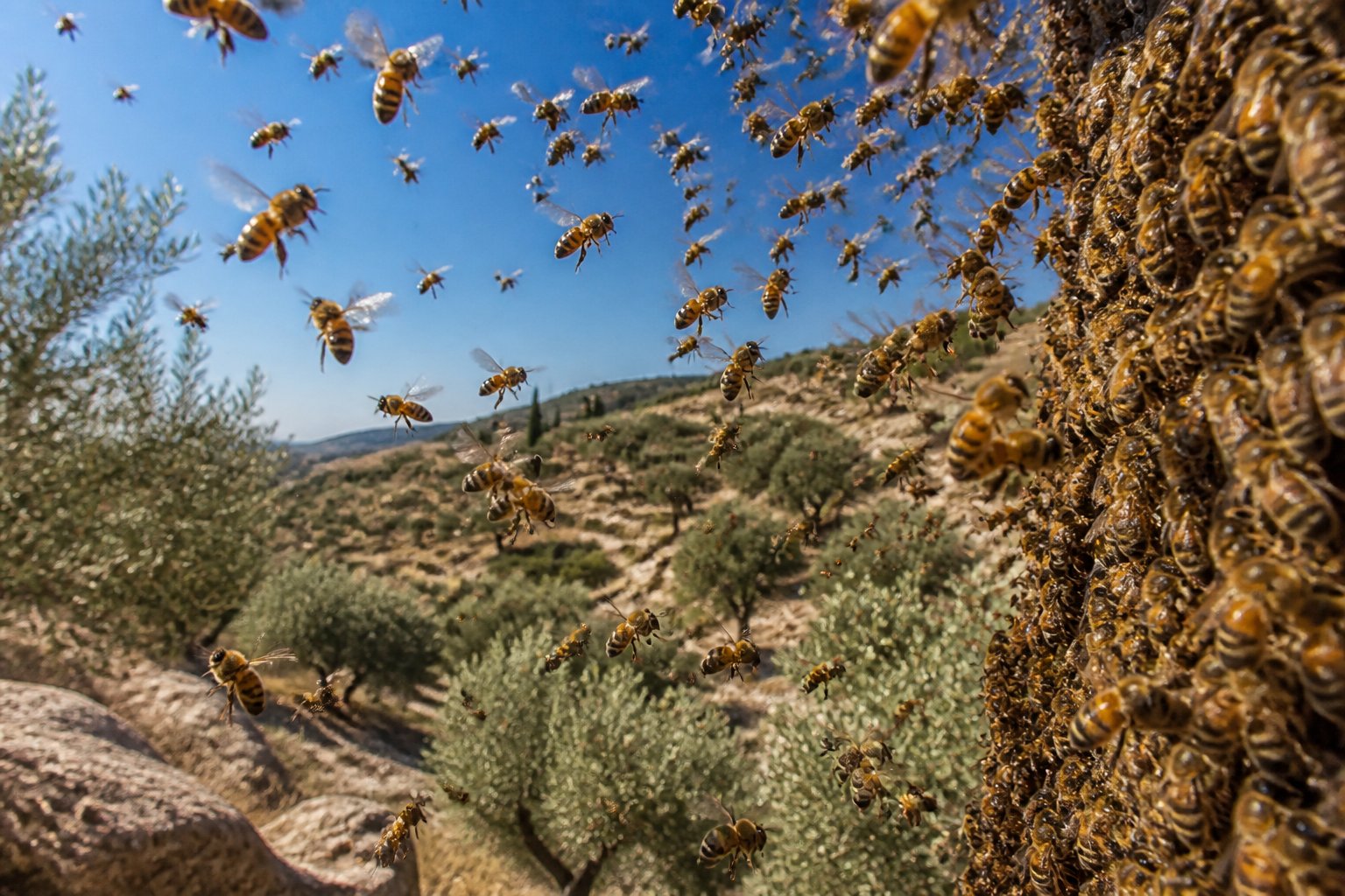 A large swarm of bees flying over a sunlit landscape with olive trees and rocky hills.