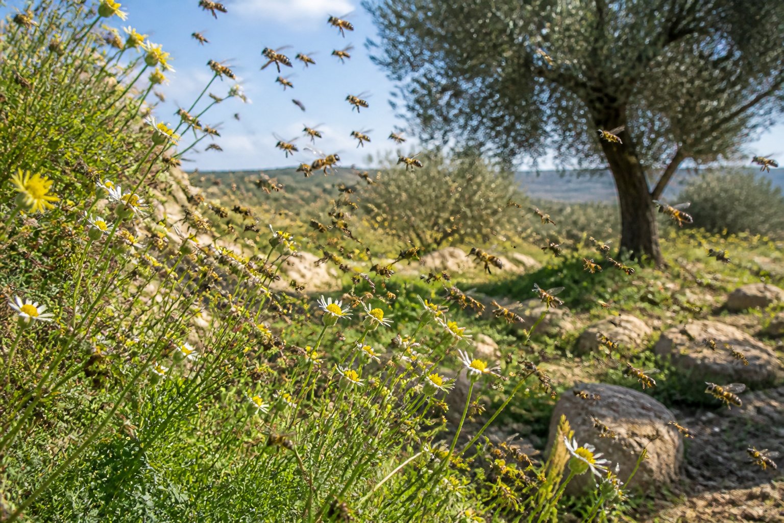 A swarm of bees flying around wildflowers in a Mediterranean landscape with olive trees and rocky terrain.