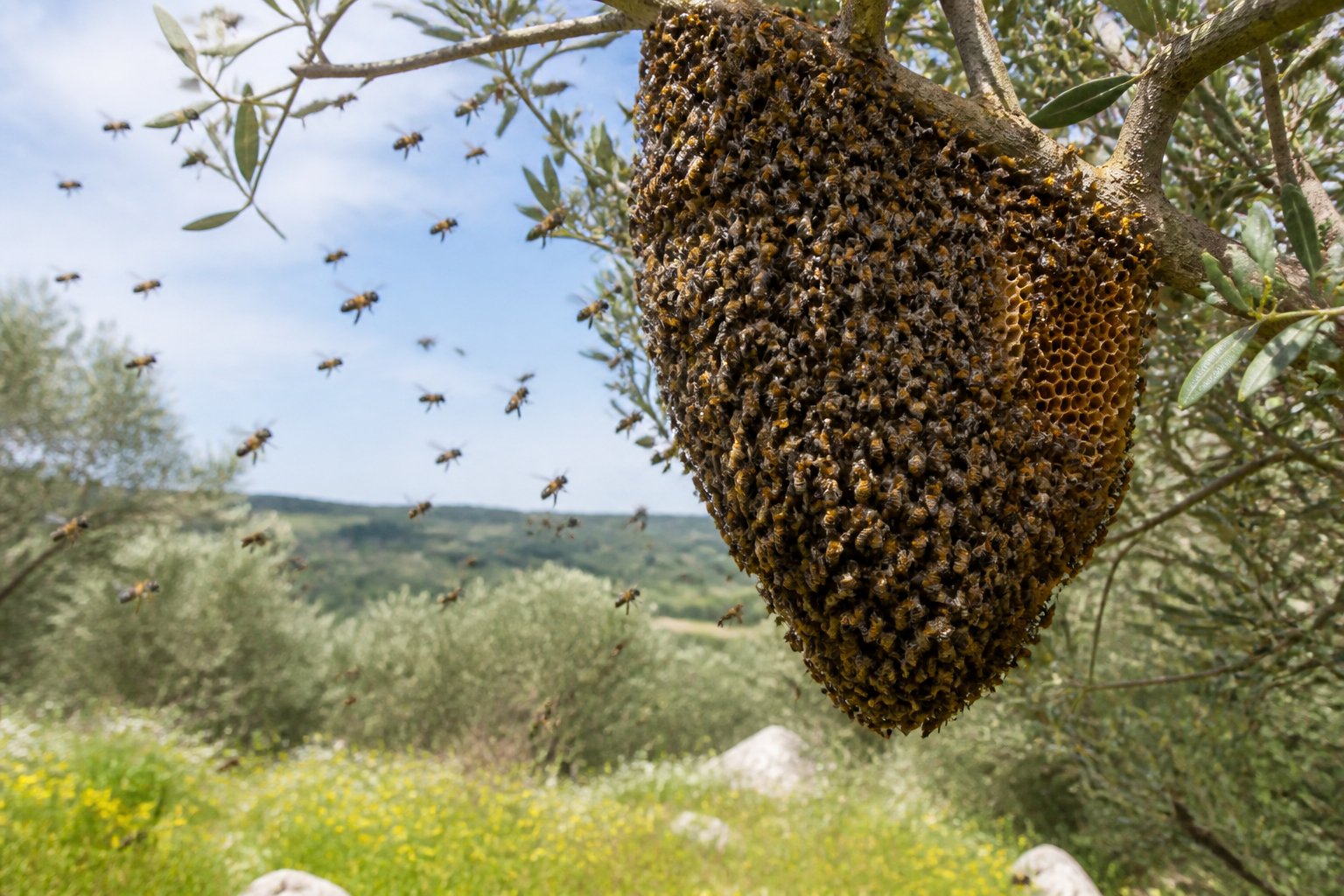 A swarm of bees clustered on a tree branch with bees flying around in a sunny outdoor setting with Mediterranean plants.