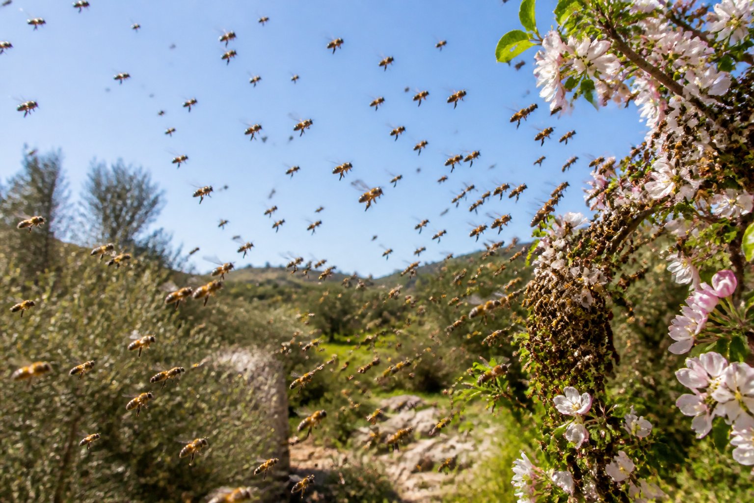 A large swarm of honeybees flying near a blooming tree in a natural outdoor setting with olive trees and clear blue sky.