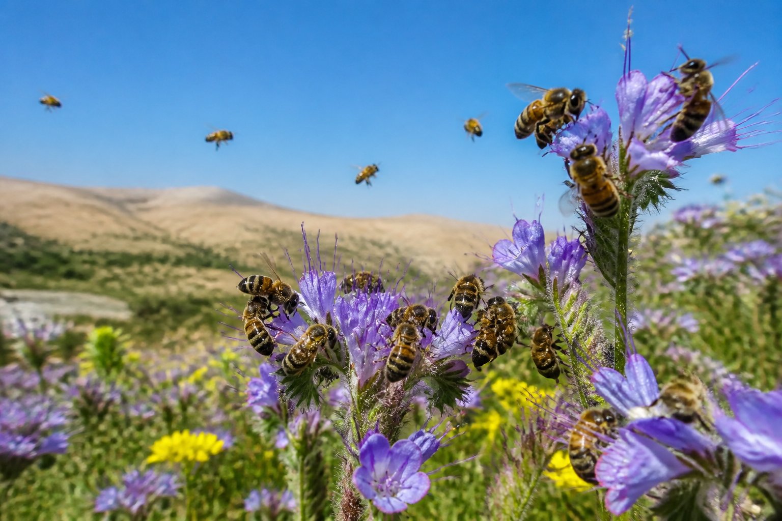 A swarm of bees gathering around wildflowers in a sunlit meadow with hills in the background.