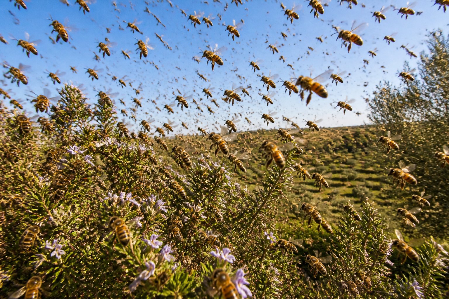 A large swarm of bees flying over green plants and flowers in a sunny outdoor landscape.
