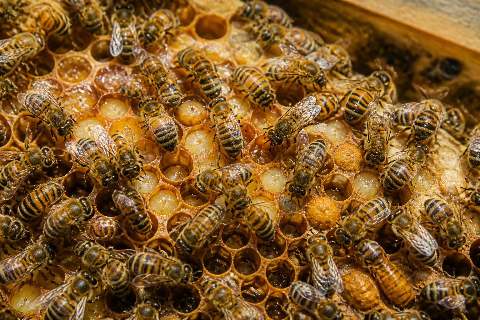 Close-up of a honey bee colony working inside a beehive with bees tending honeycomb cells filled with honey and larvae.