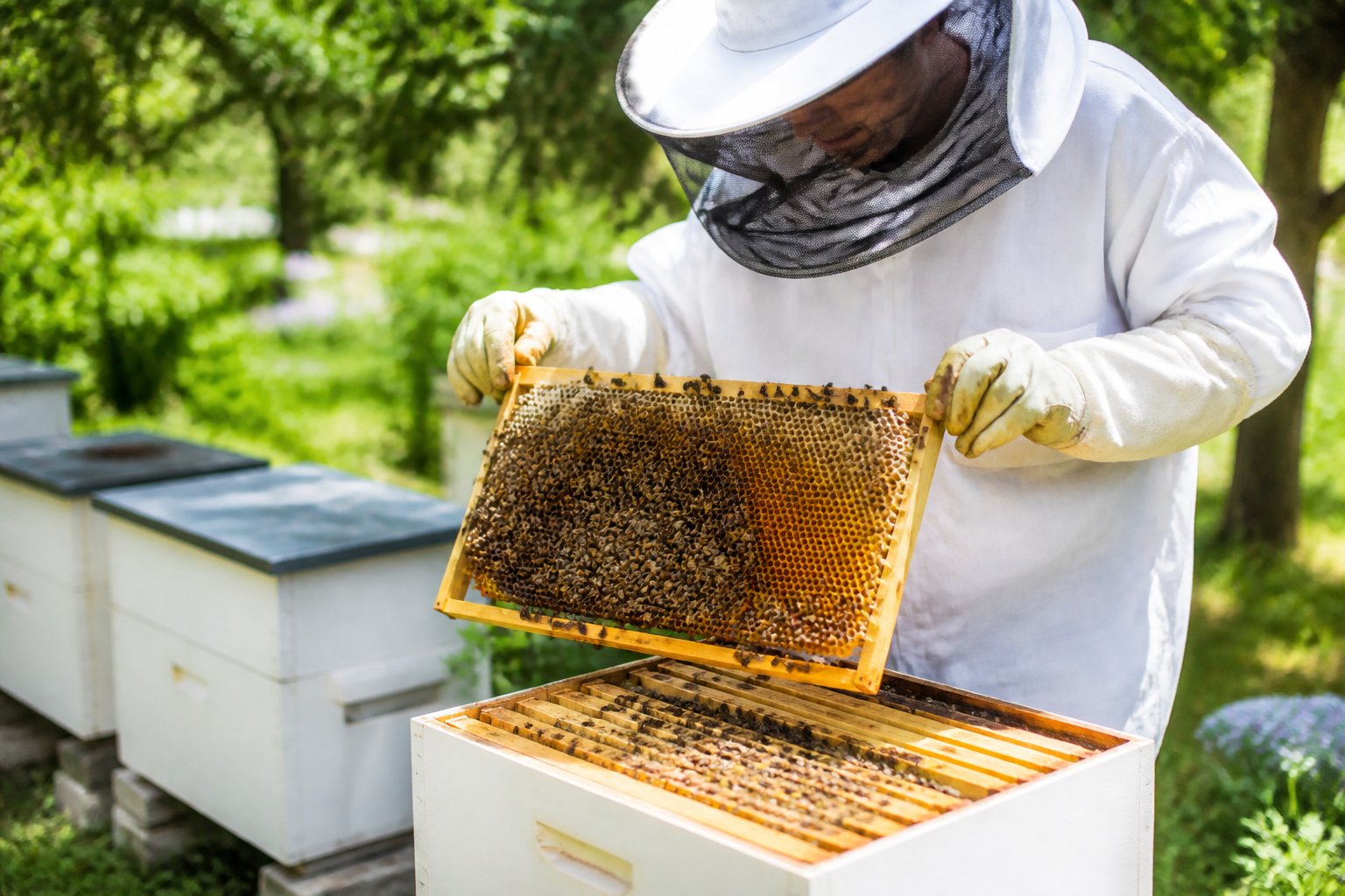 A beekeeper in protective gear gently handling a honeycomb frame covered with calm bees outdoors.