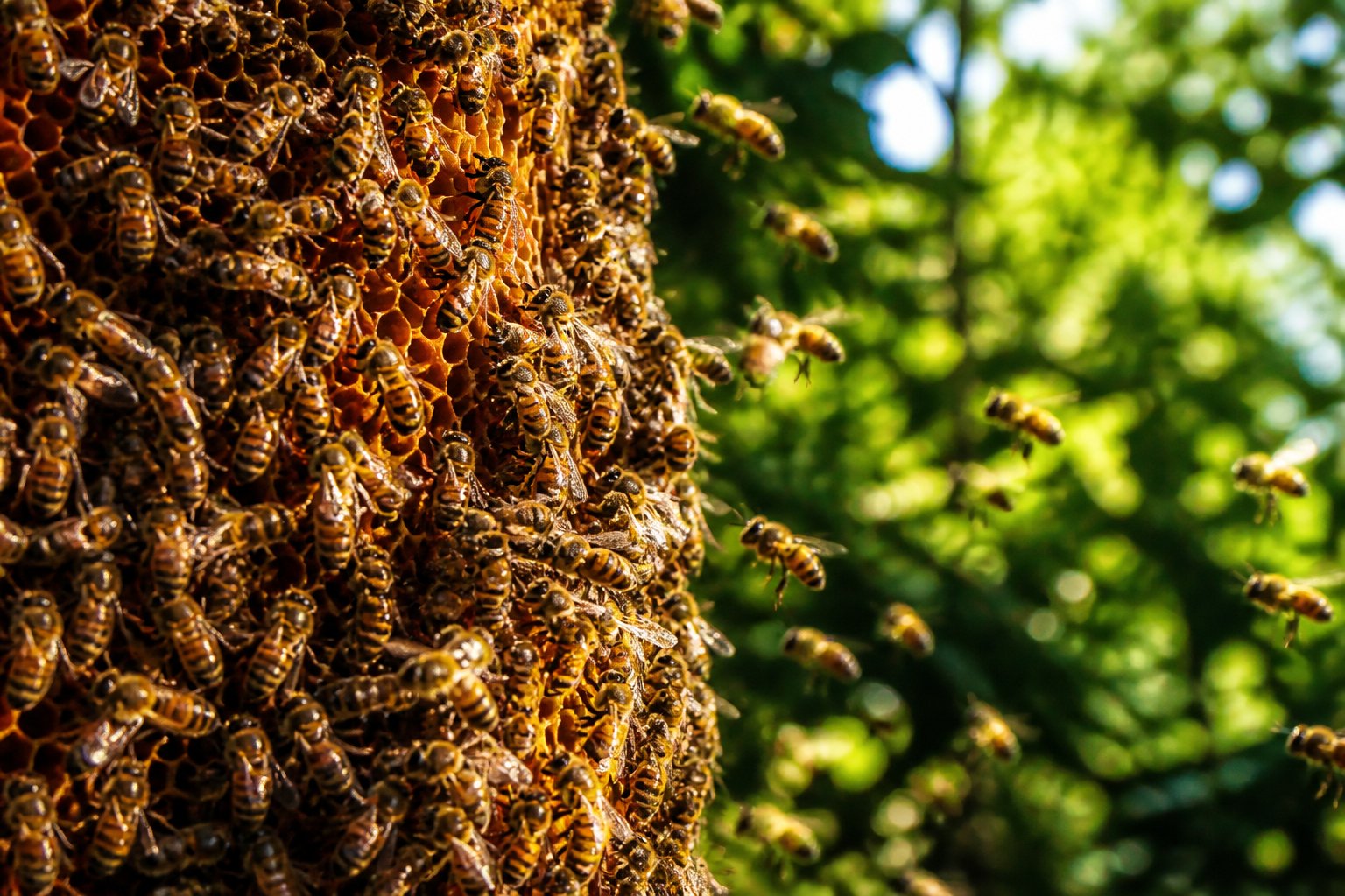 Close-up of a cluster of bees on a honeycomb outdoors with green foliage in the background.