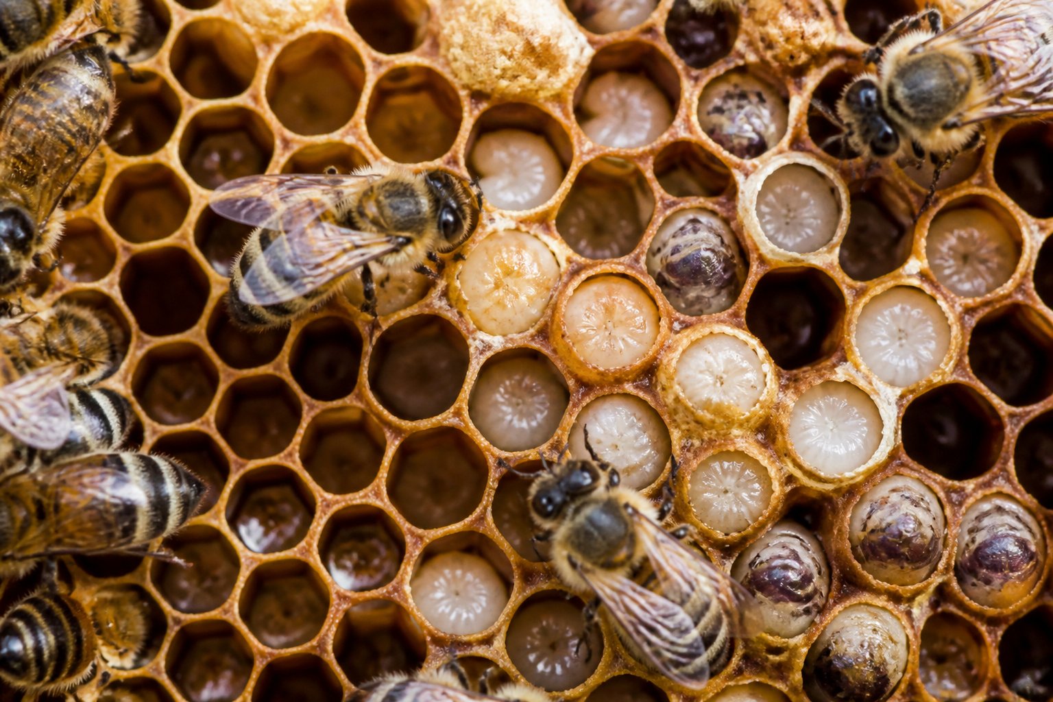 Close-up view inside a beehive showing honeycomb cells with bee eggs, larvae, pupae, and worker bees caring for them.