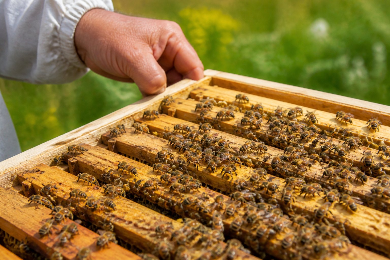 A beekeeper's hand inspecting a wooden beehive super with honeycomb frames covered in honeybees in a green meadow.