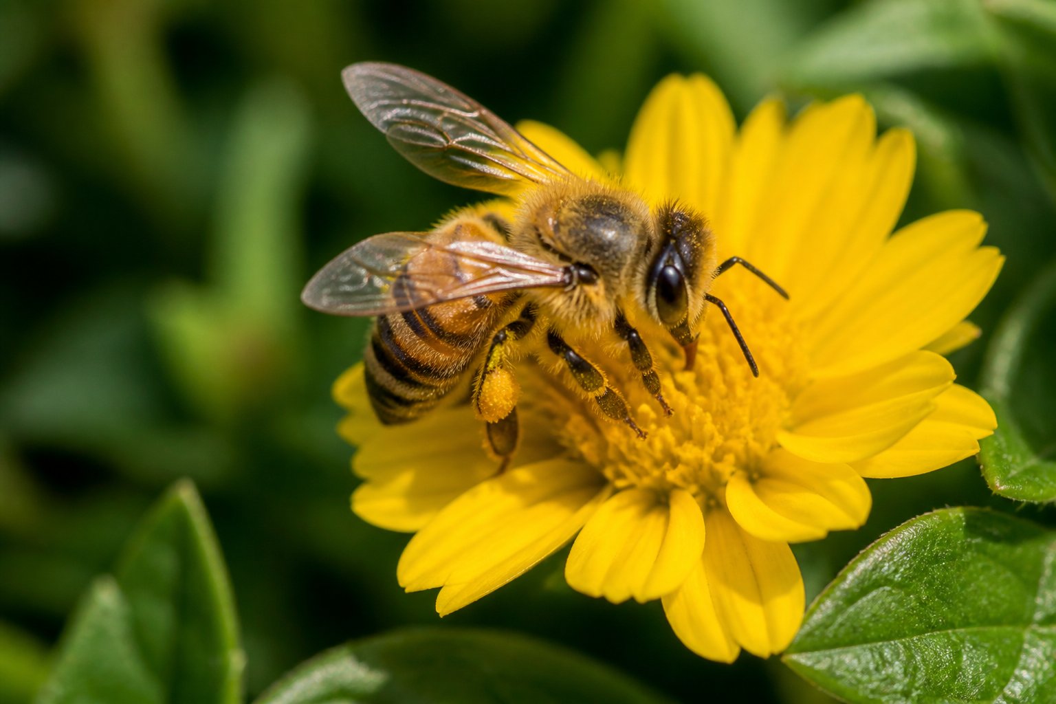 Close-up of a honeybee on a yellow flower with green blurred background.