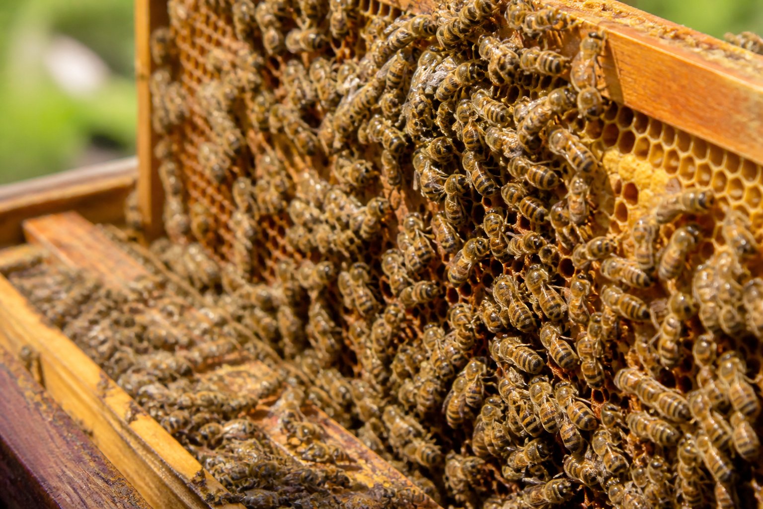 Close-up view of a busy beehive with many bees clustered on honeycomb inside a wooden frame.