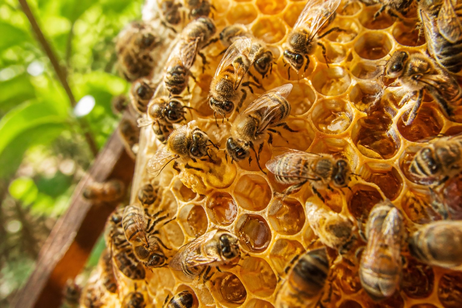 Close-up of bees working inside a honeycomb filled with honey in a natural outdoor setting.