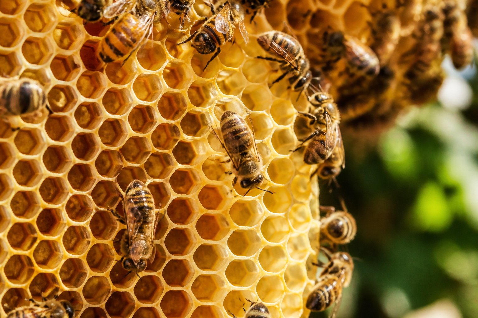 Close-up of bees building a honeycomb with hexagonal wax cells inside a beehive.