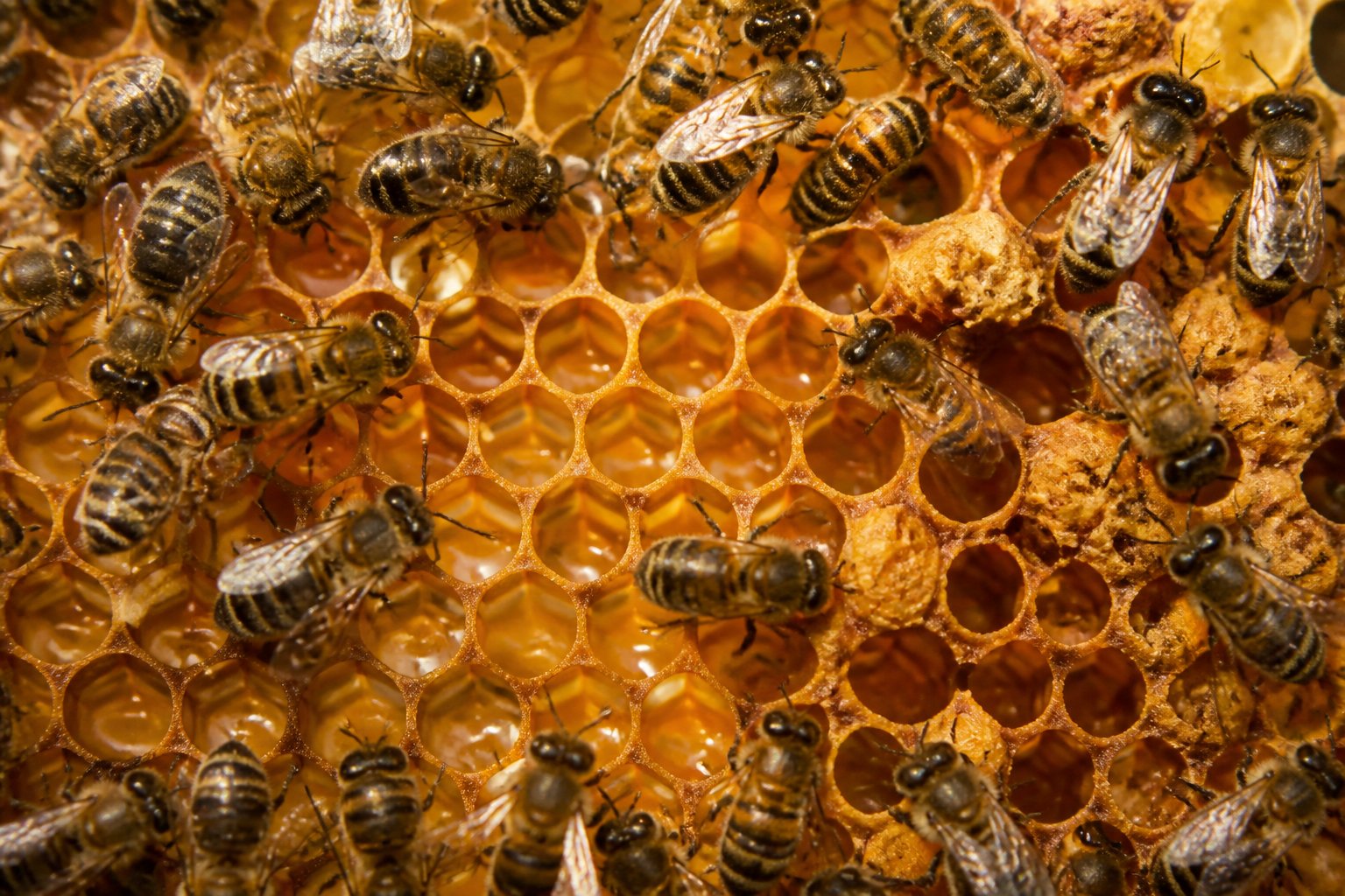 Close-up of honeybees working on honeycomb cells filled with nectar inside a beehive.