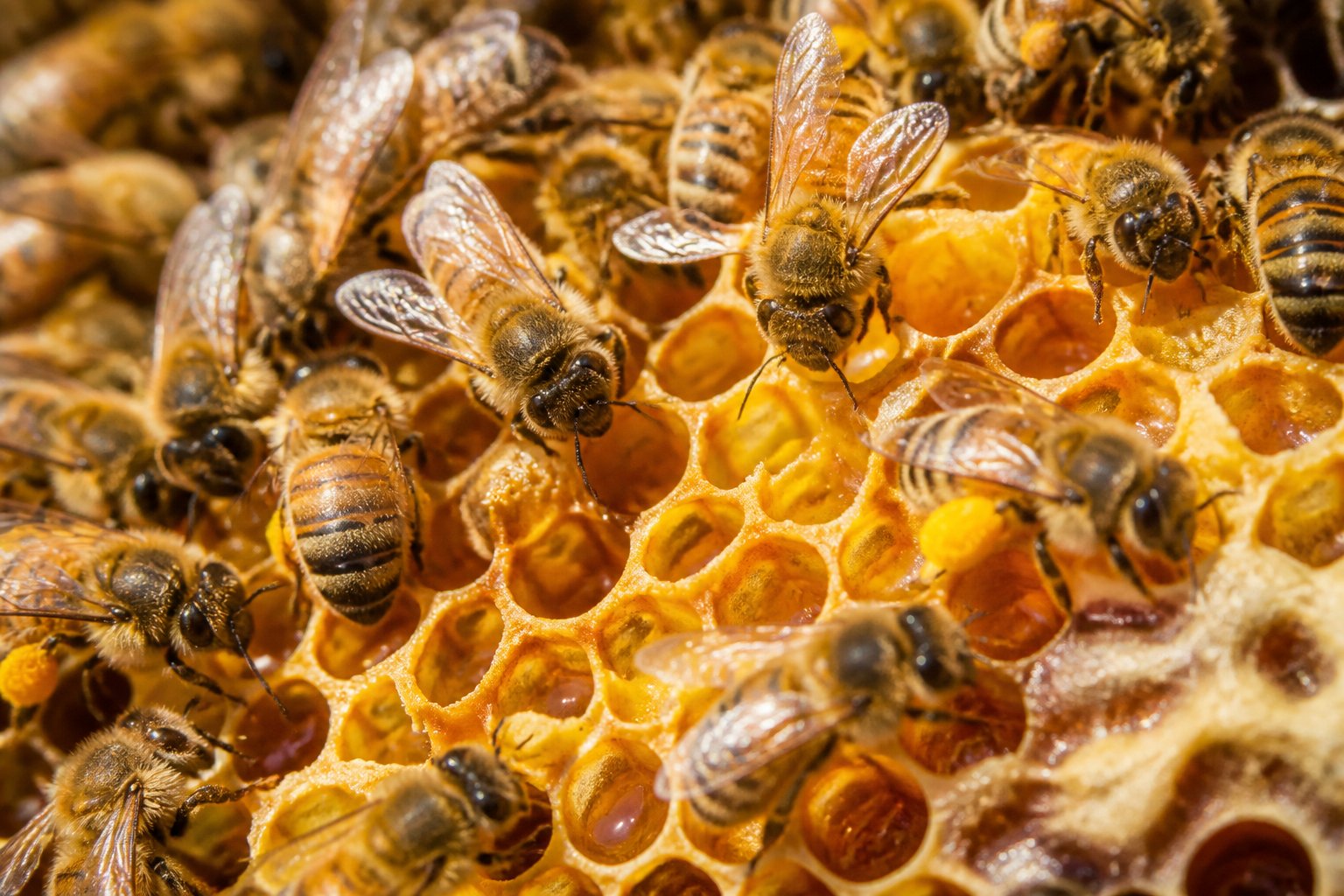Close-up of bees working inside a honeycomb filled with honey.
