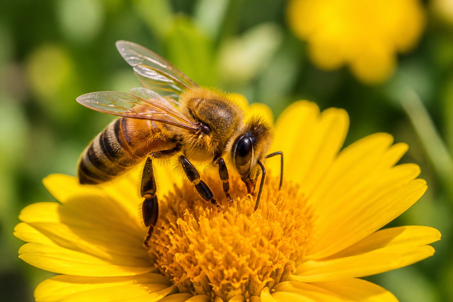 Close-up of a honeybee on a yellow flower with green foliage in the background.