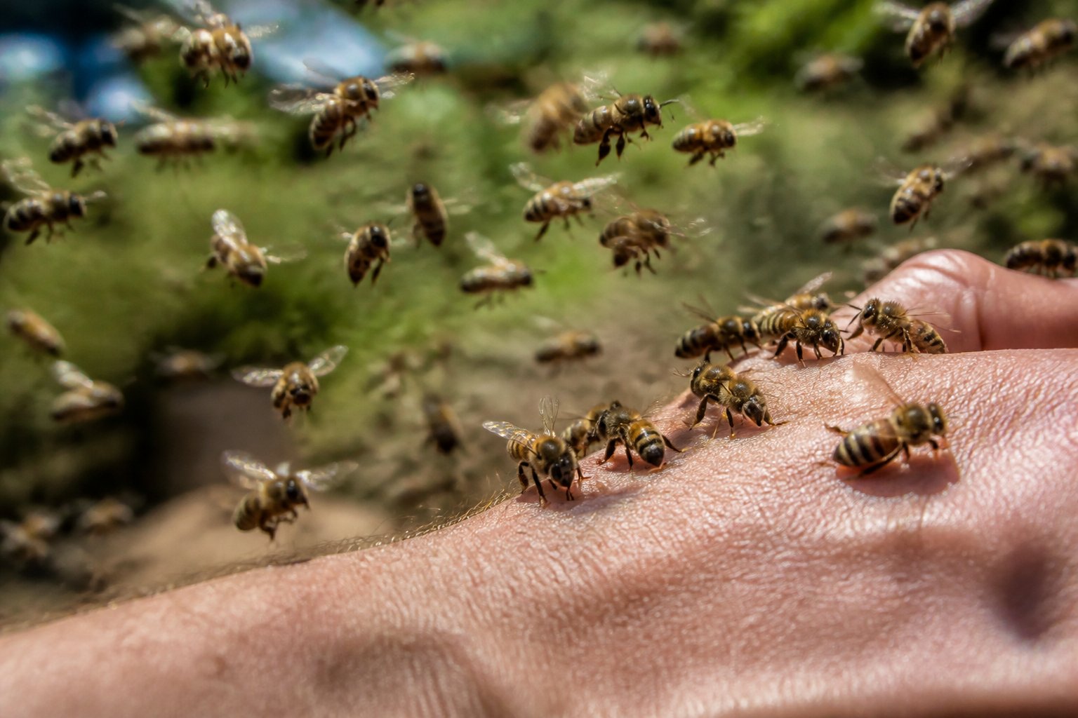 Close-up of several bees aggressively swarming and attacking a hand outdoors.