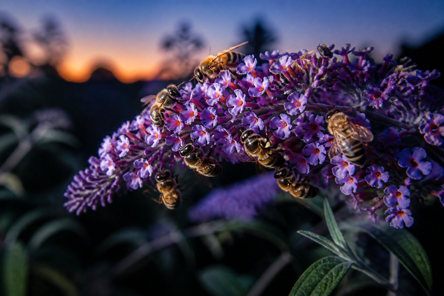 Close-up of bees resting on flowers outdoors during early night.