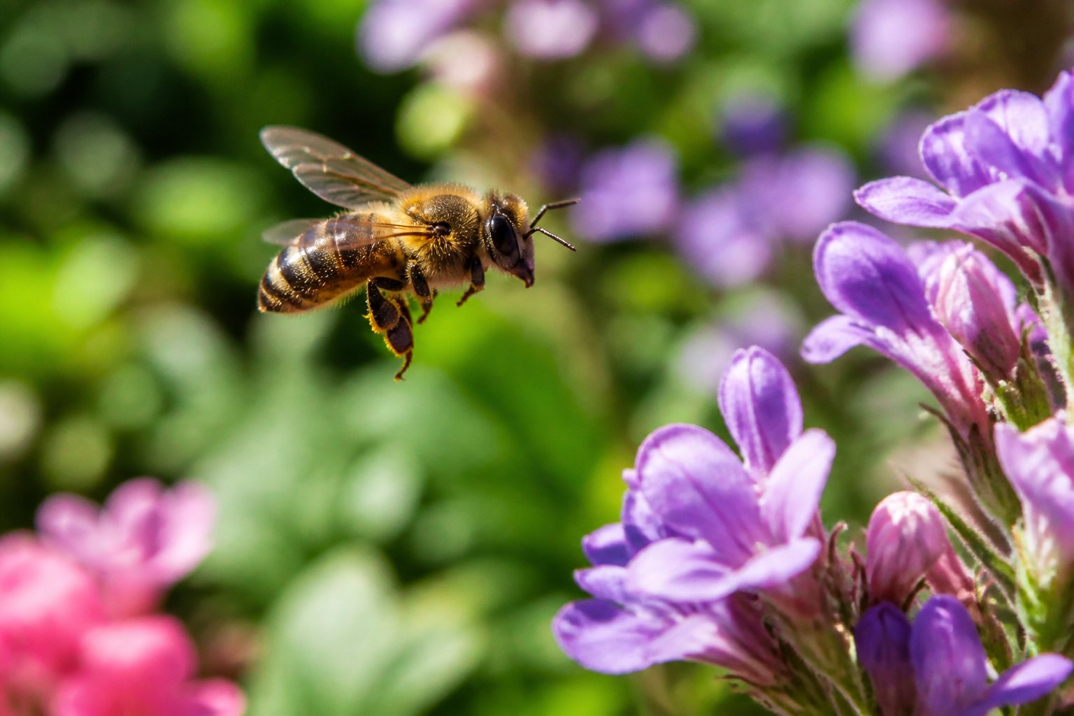 A close-up of a bee flying over flowers with its wings in motion and pollen on its legs.