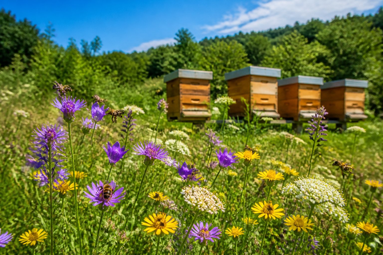 A peaceful meadow with wildflowers and wooden beehives surrounded by trees, with bees flying among the flowers.