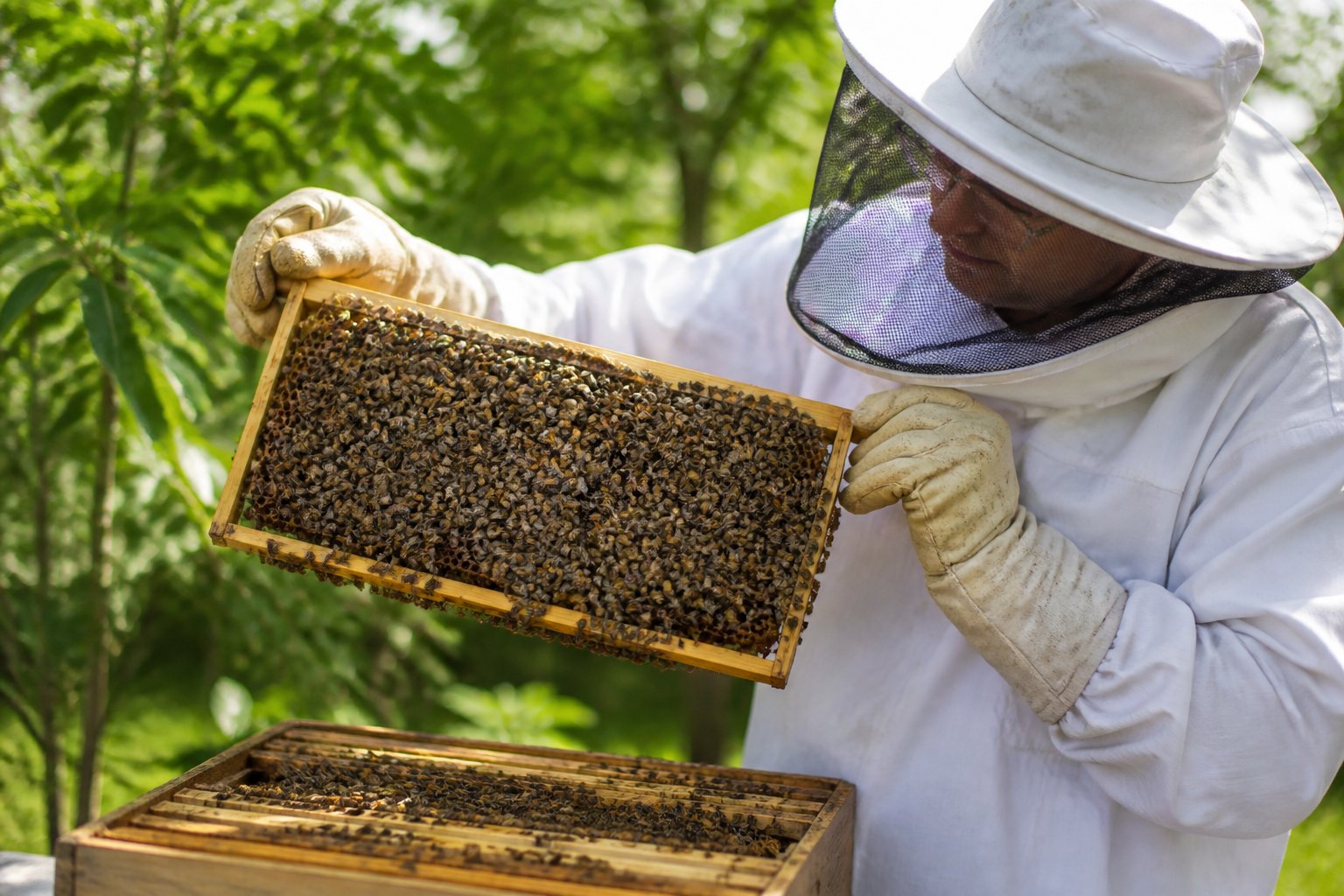 A beekeeper inspecting a wooden beehive frame filled with active Carniolan bees in a green garden setting.