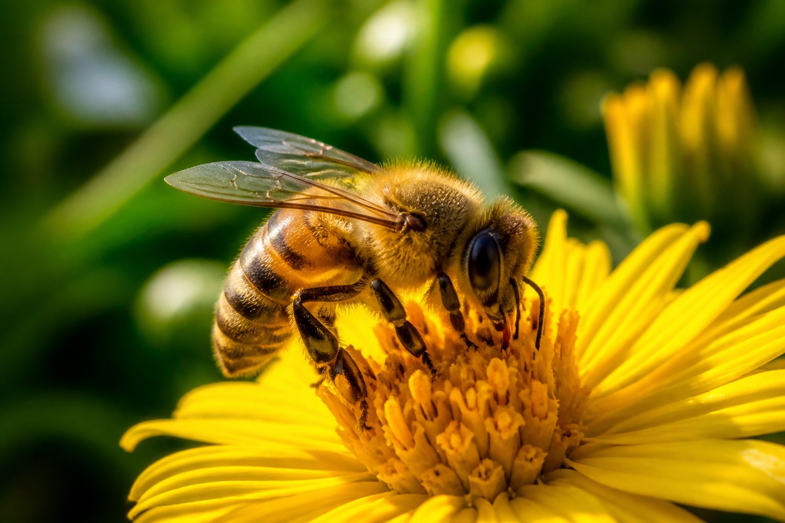 A close-up of a honeybee collecting nectar from a yellow flower with green foliage in the background.