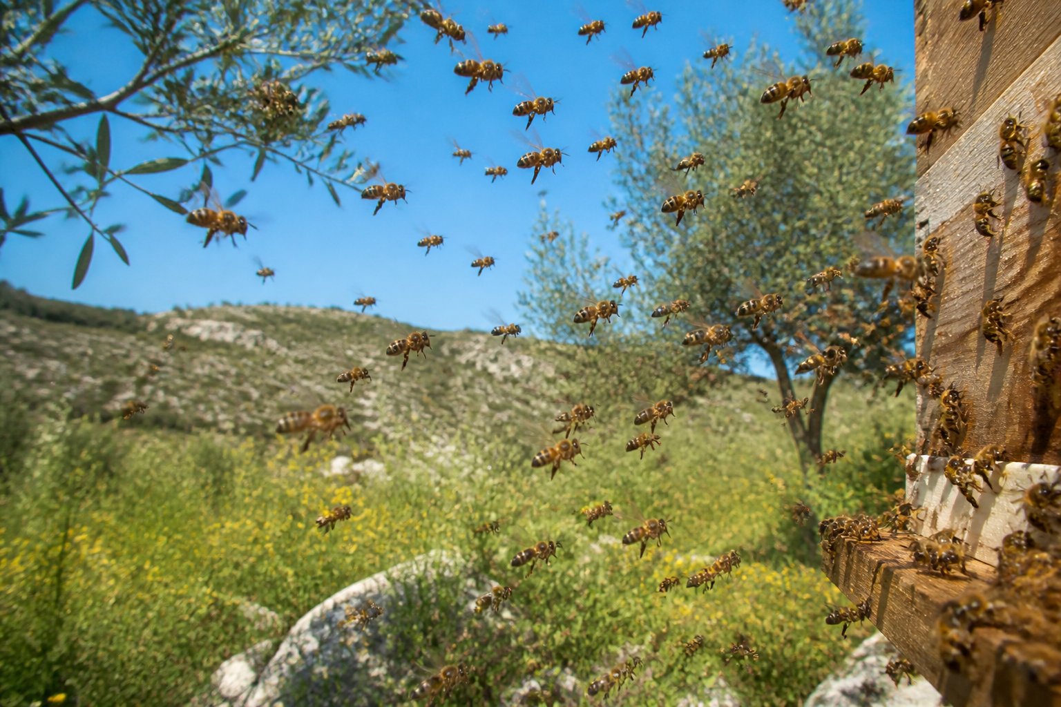 A swarm of honeybees flying around a tree branch in a sunny outdoor setting with green plants in the background.