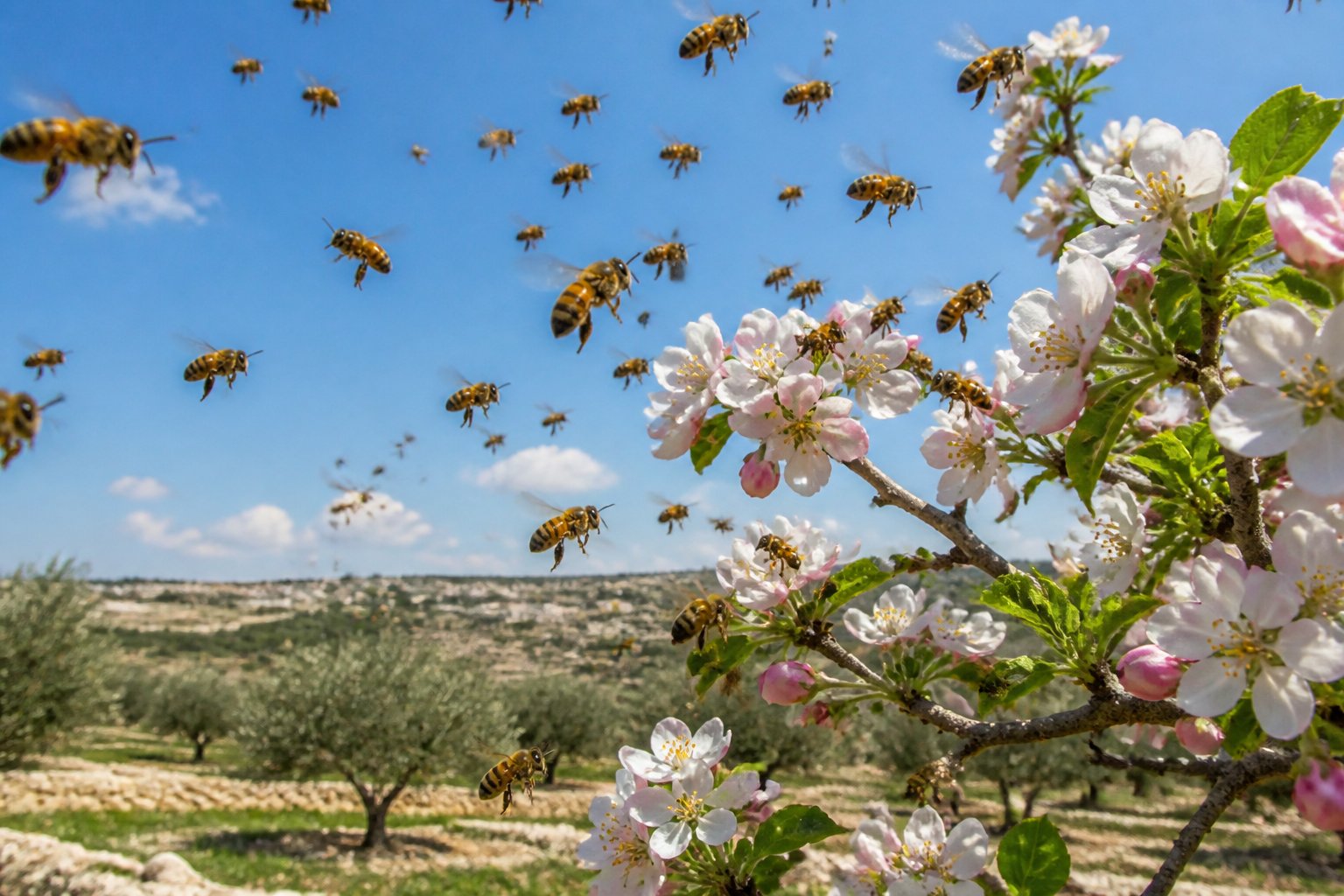 A swarm of bees flying around a blooming tree outdoors in a natural Israeli landscape during the day.