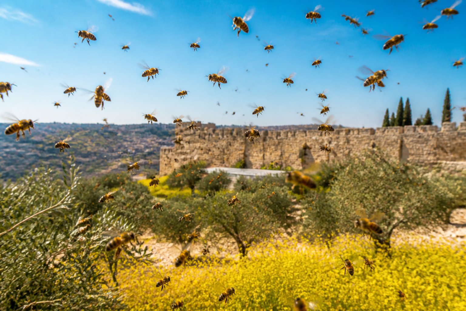 A swarm of bees flying over a sunlit field with wildflowers, olive trees, and distant ancient stone structures under a clear blue sky.