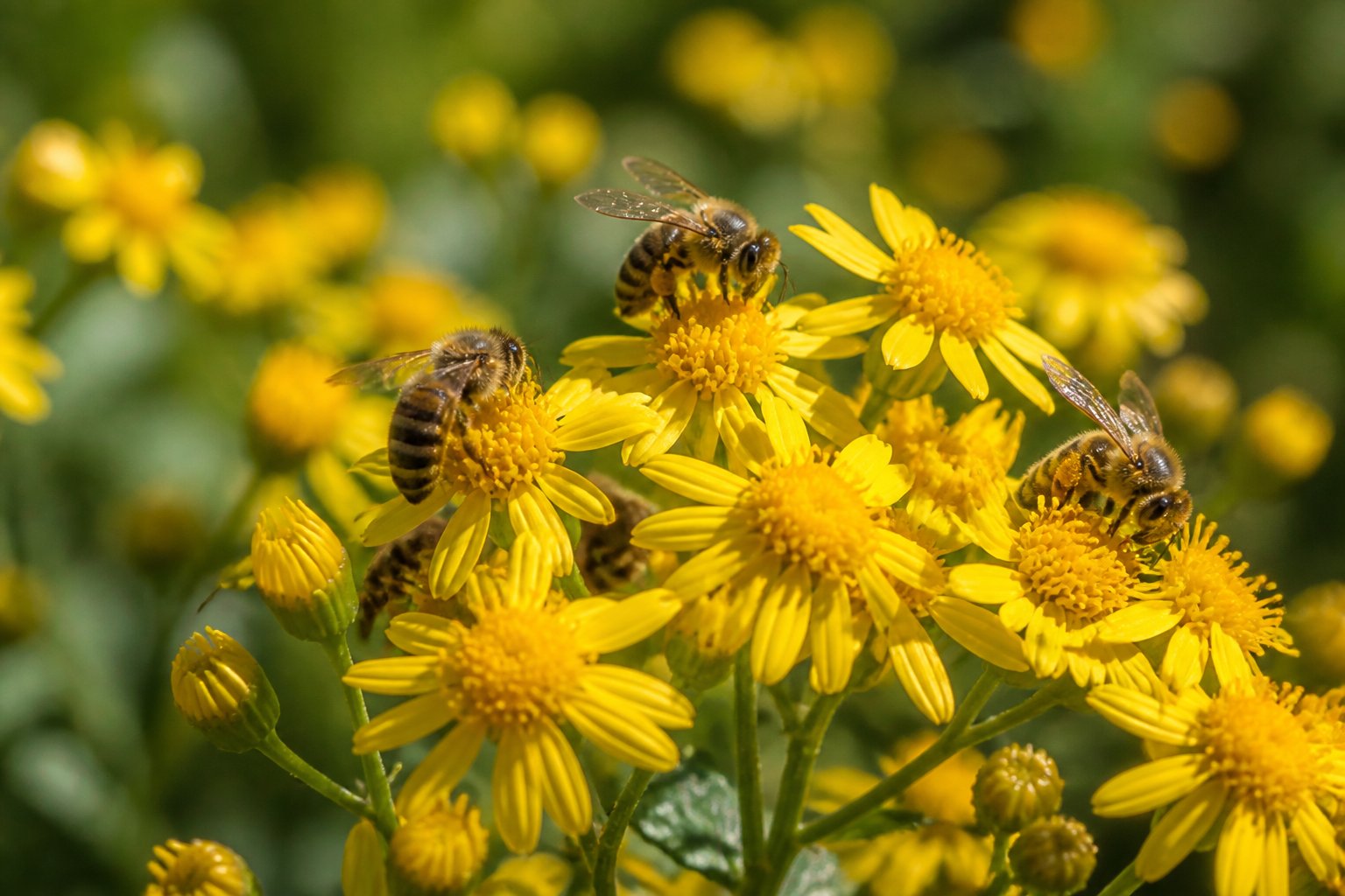 Close-up of several small bees pollinating yellow wildflowers in a sunlit meadow.