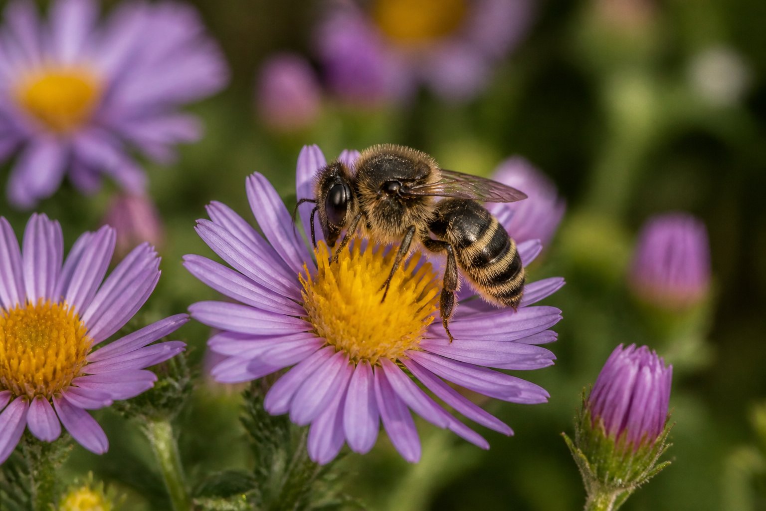 Close-up of a cuckoo bee perched on a colorful flower surrounded by green foliage.