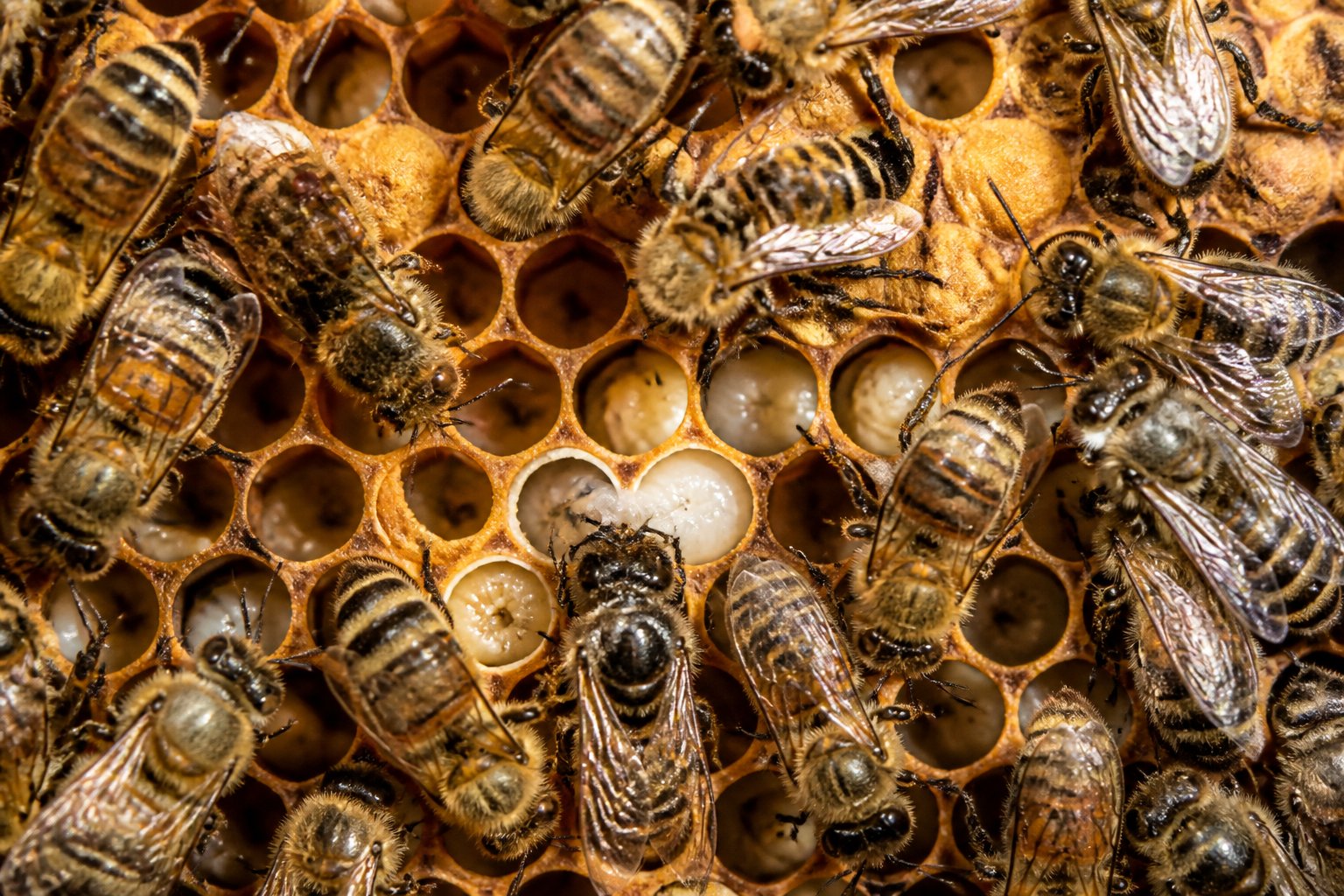 Close-up view inside a beehive showing bees working on honeycomb cells, with some bees tending larvae and others appearing affected by mites.