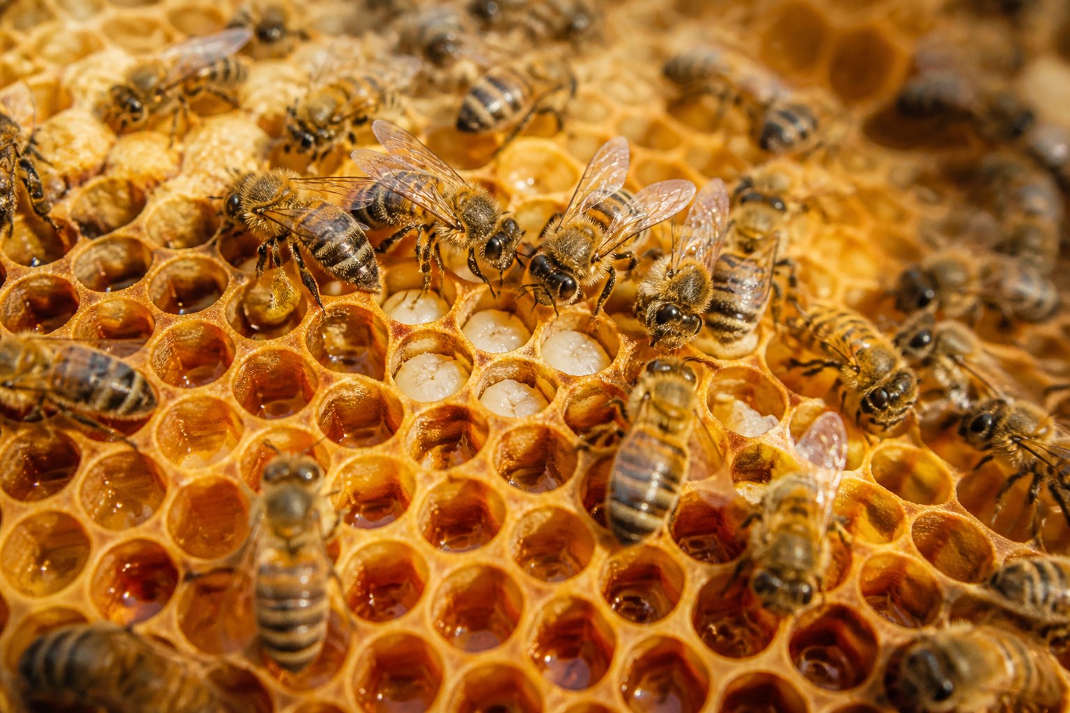 Honeybees working inside a hive, storing honey in honeycomb cells and caring for larvae.