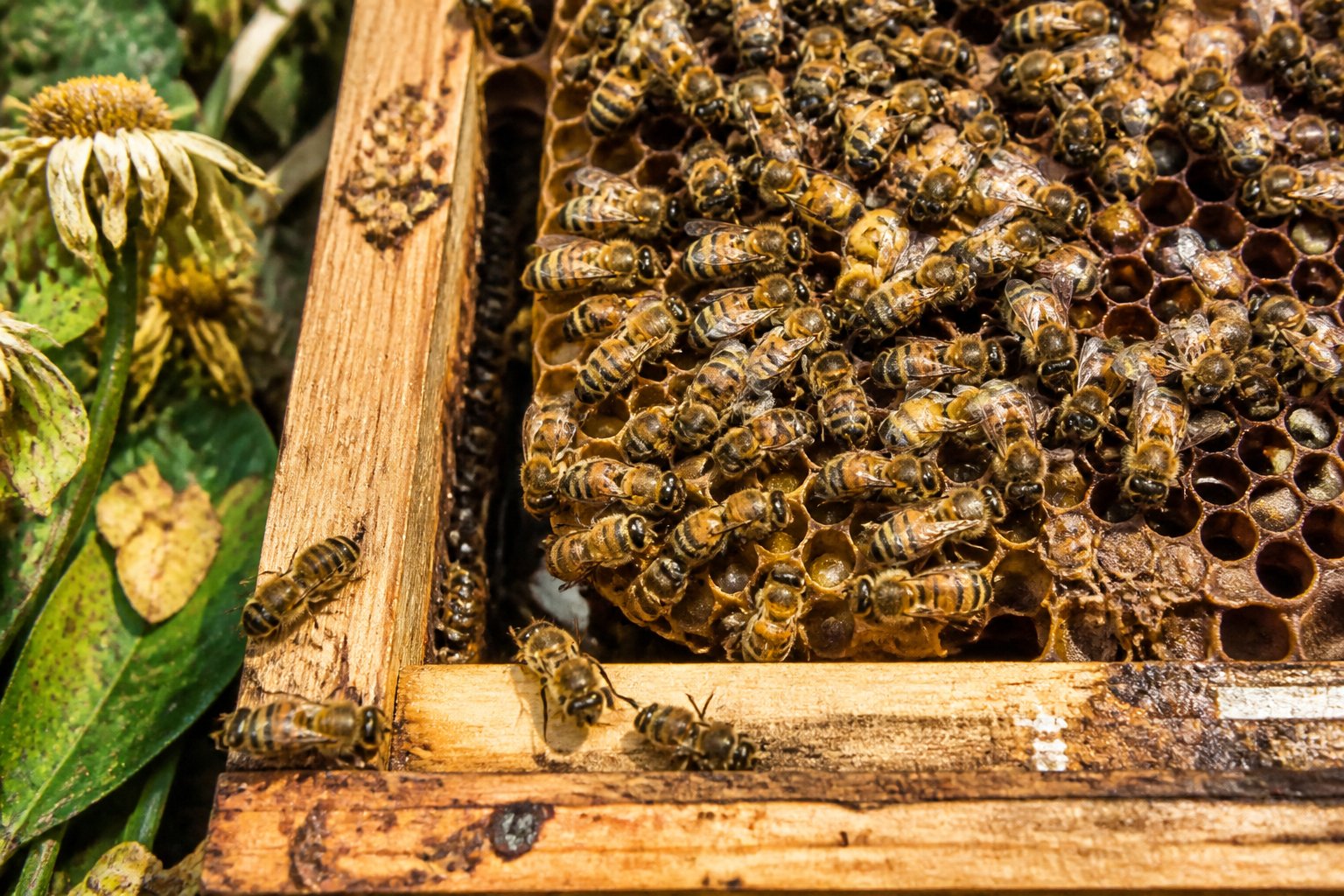 Close-up of a bee colony inside a beehive with bees on honeycomb cells, some appearing weak, surrounded by wilted flowers and leaves.