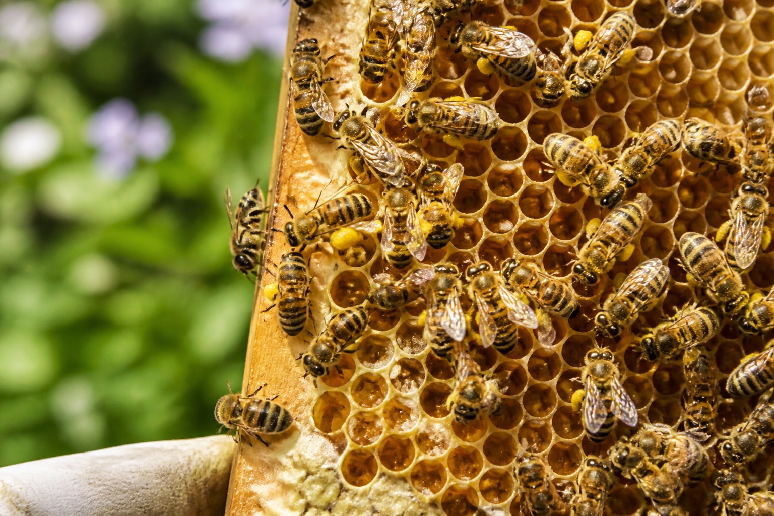 Close-up of honeybees working on honeycomb filled with honey and pollen inside a hive.