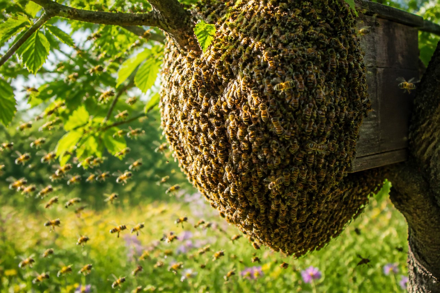 A large swarm of bees clustered around the entrance of a beehive hanging from a tree branch in a green outdoor setting.