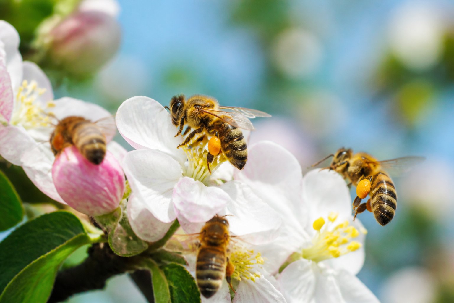 Close-up of bees collecting and carrying pollen on flowers in a natural outdoor setting.