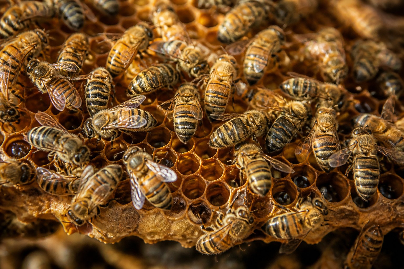 Close-up of a cluster of Africanized bees actively moving on a honeycomb inside a natural hive.