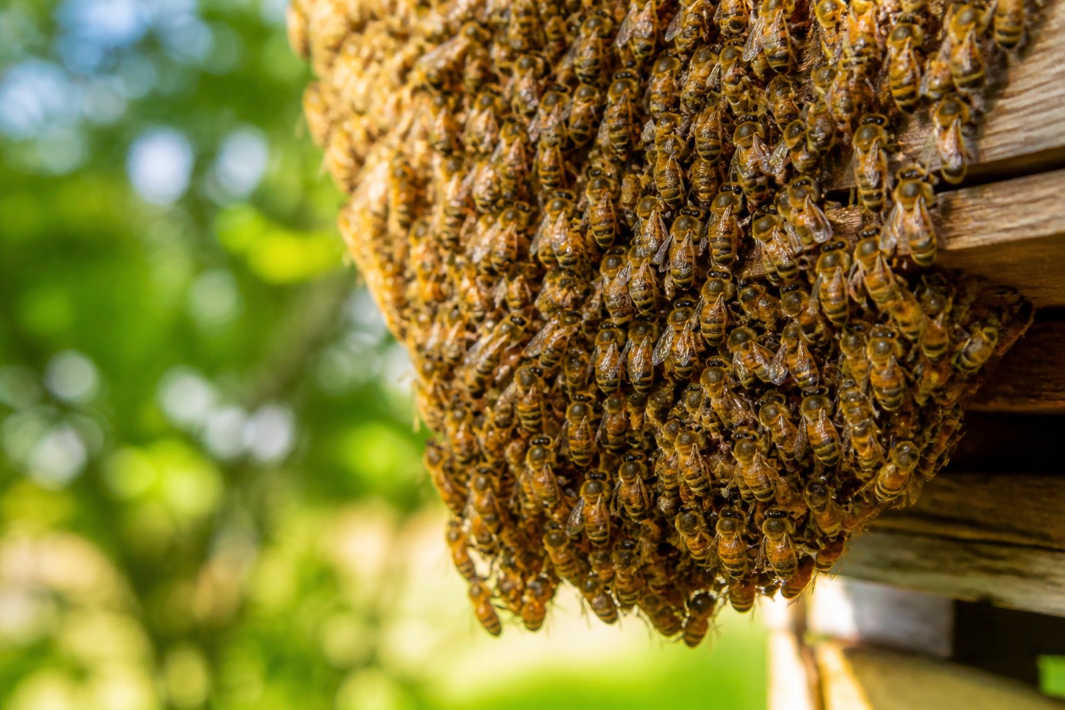 Close-up of a beehive with many bees clustered on its exterior, some fanning their wings in a natural outdoor setting.