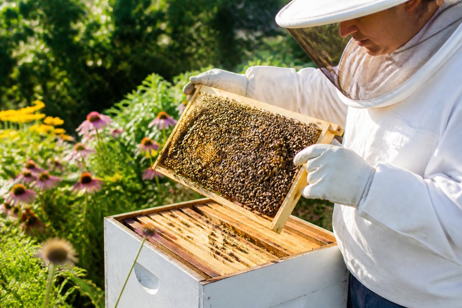 A beekeeper in protective clothing inspecting a wooden frame filled with honeybees working on honeycomb in an outdoor garden.