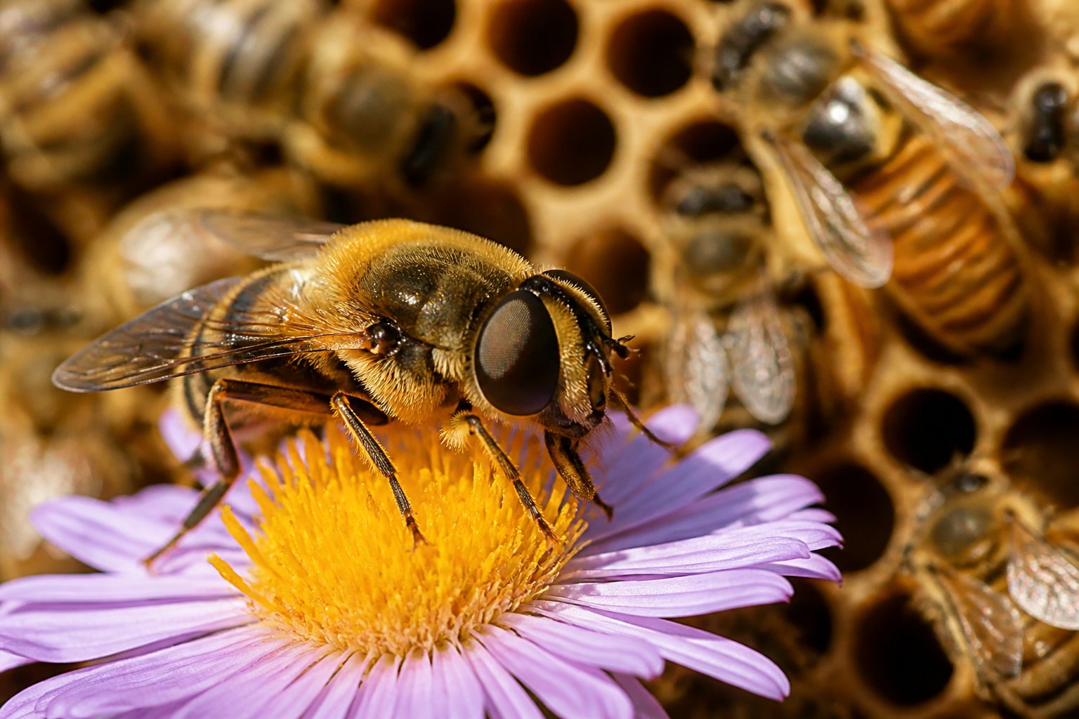 A close-up of a male bee on a flower with worker bees and a queen bee visible in the blurred background inside a beehive.