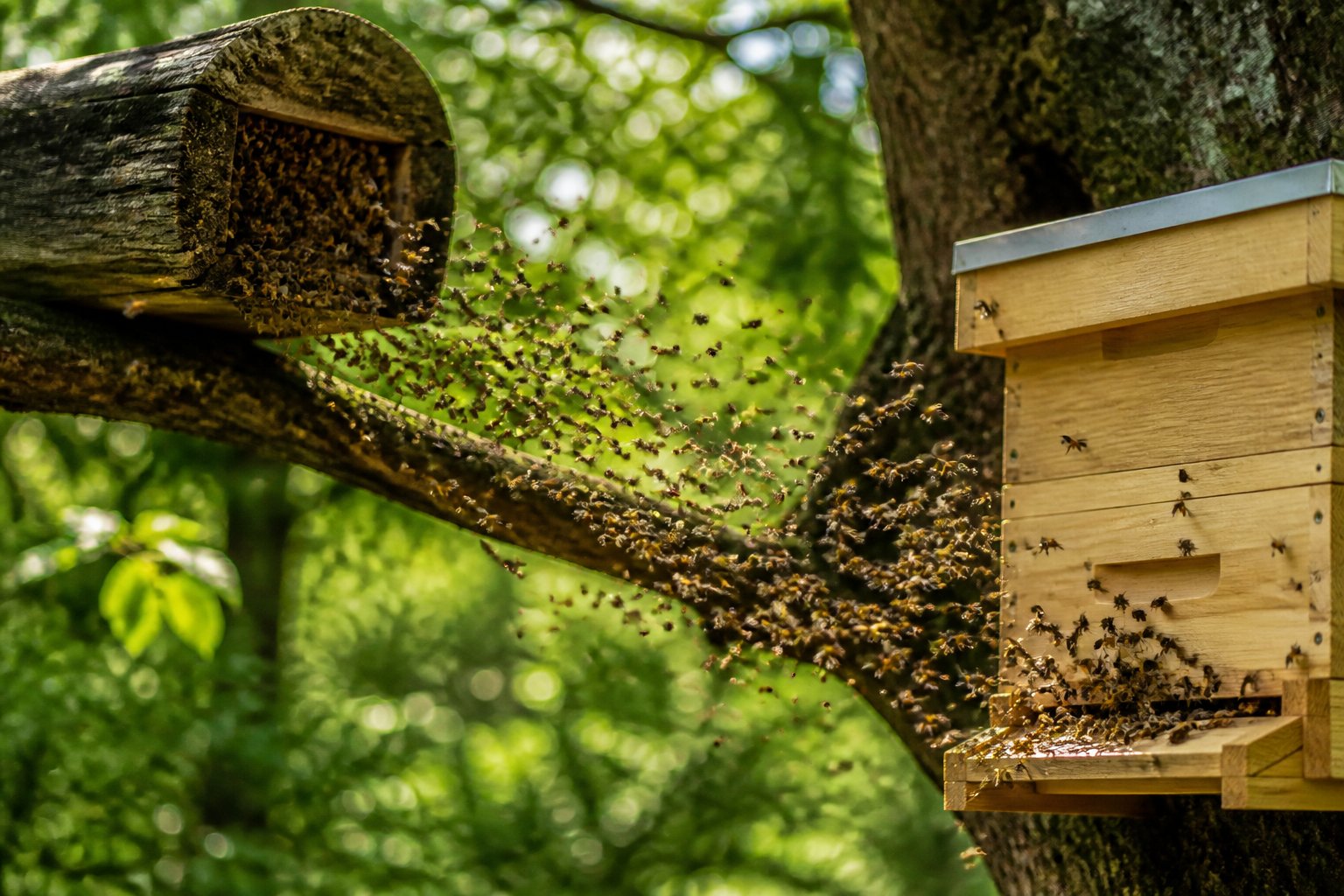 A swarm of bees flying from an old hive on a tree branch to a new hive nearby in a green forest.