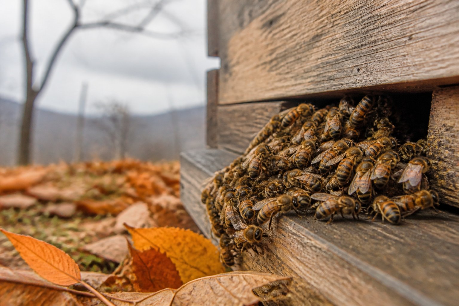 Close-up of honeybees clustered on a beehive entrance surrounded by autumn leaves, preparing for winter.