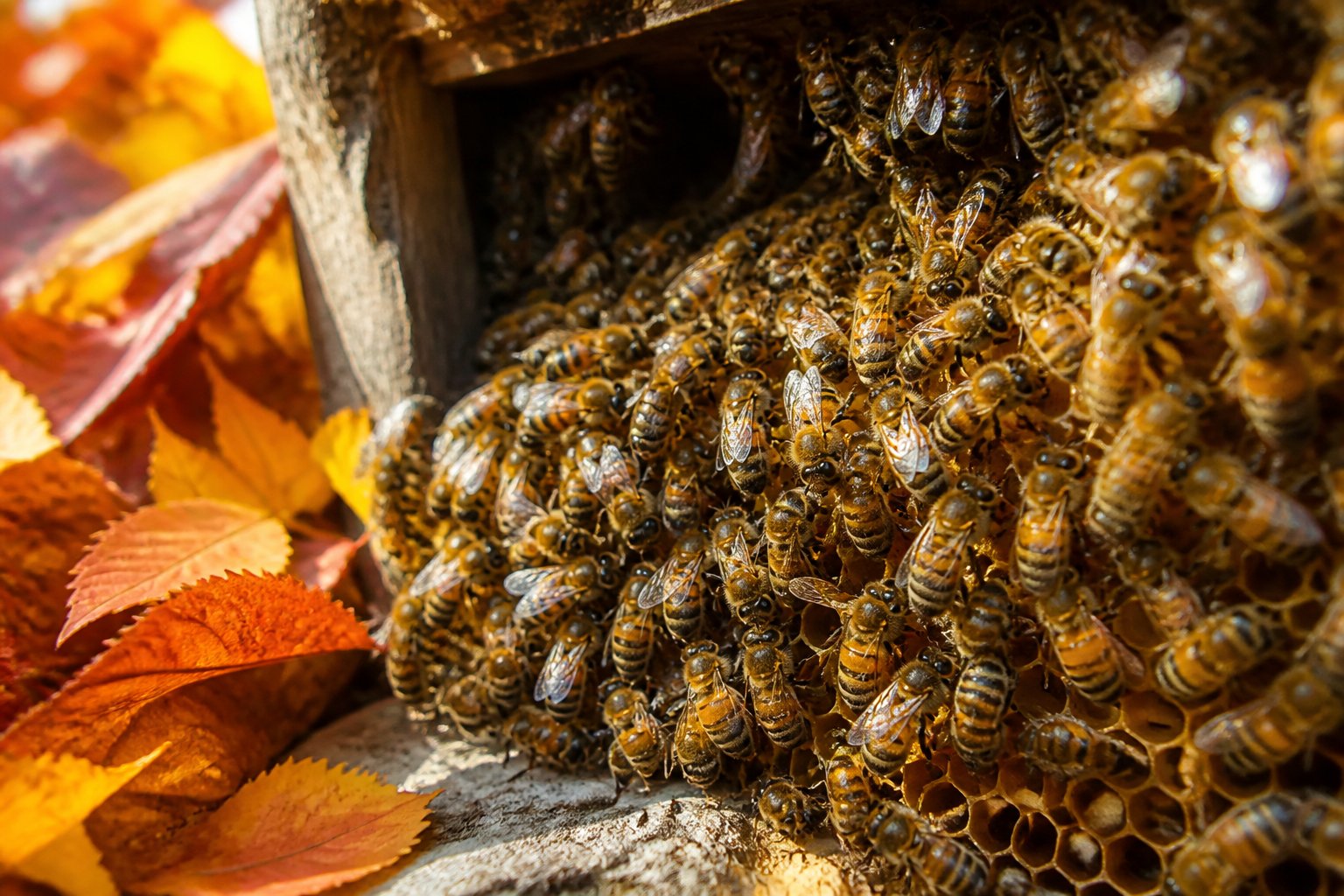 Close-up of honeybees clustered inside a beehive with autumn leaves around the entrance.