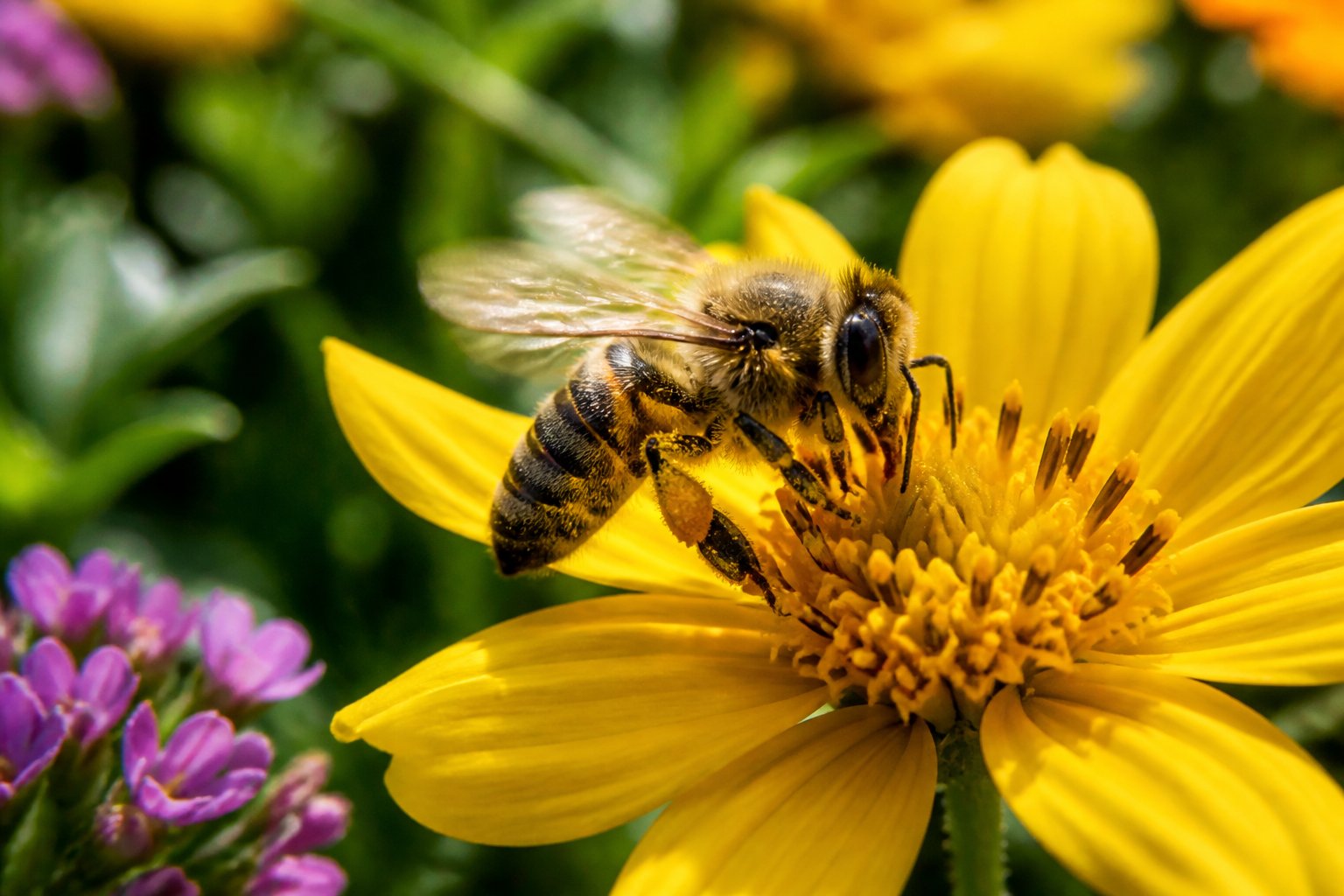 A honeybee collecting pollen from a yellow flower in a garden.