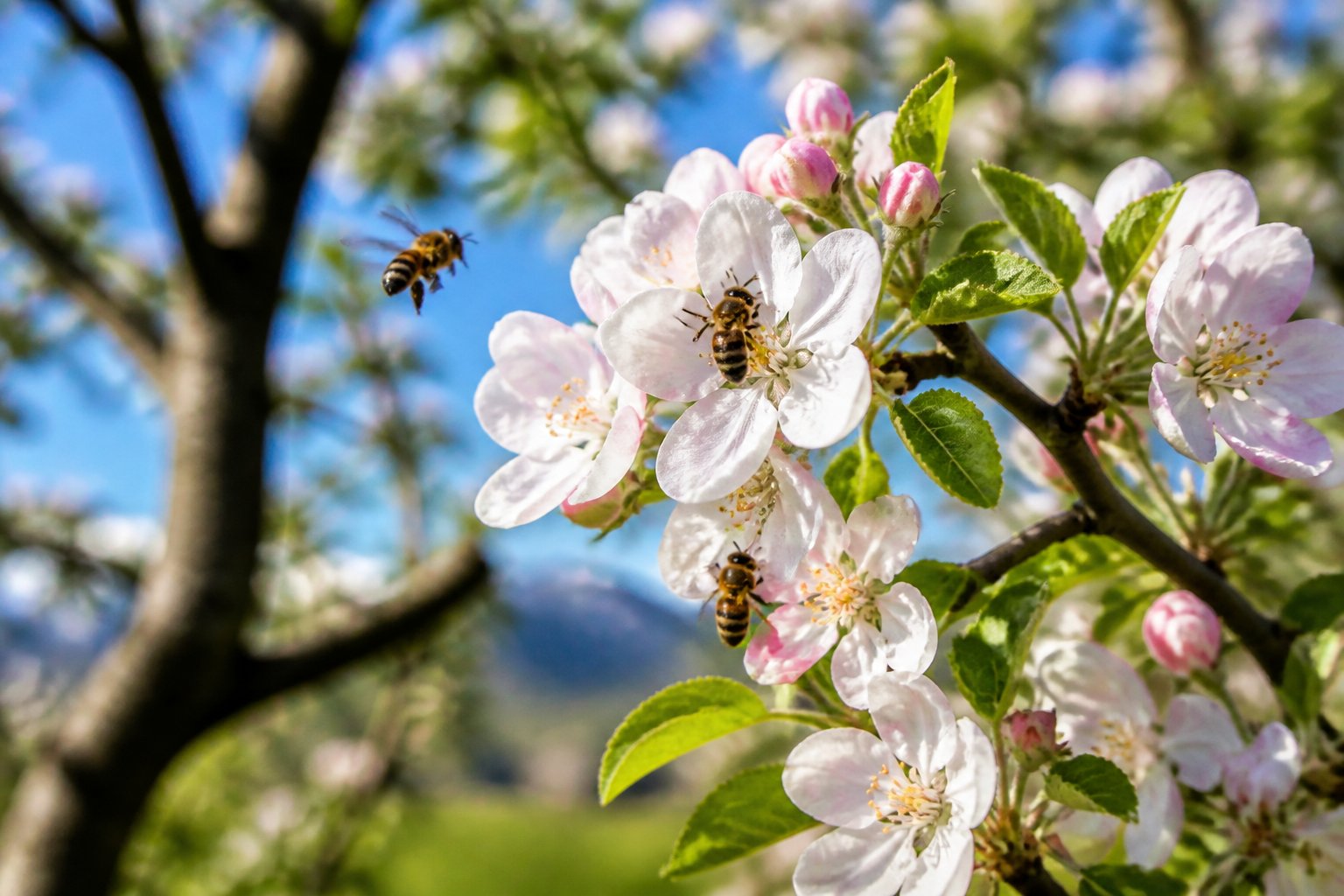 Close-up of bees pollinating flowers on a tree branch in early spring with green leaves and a clear sky background.