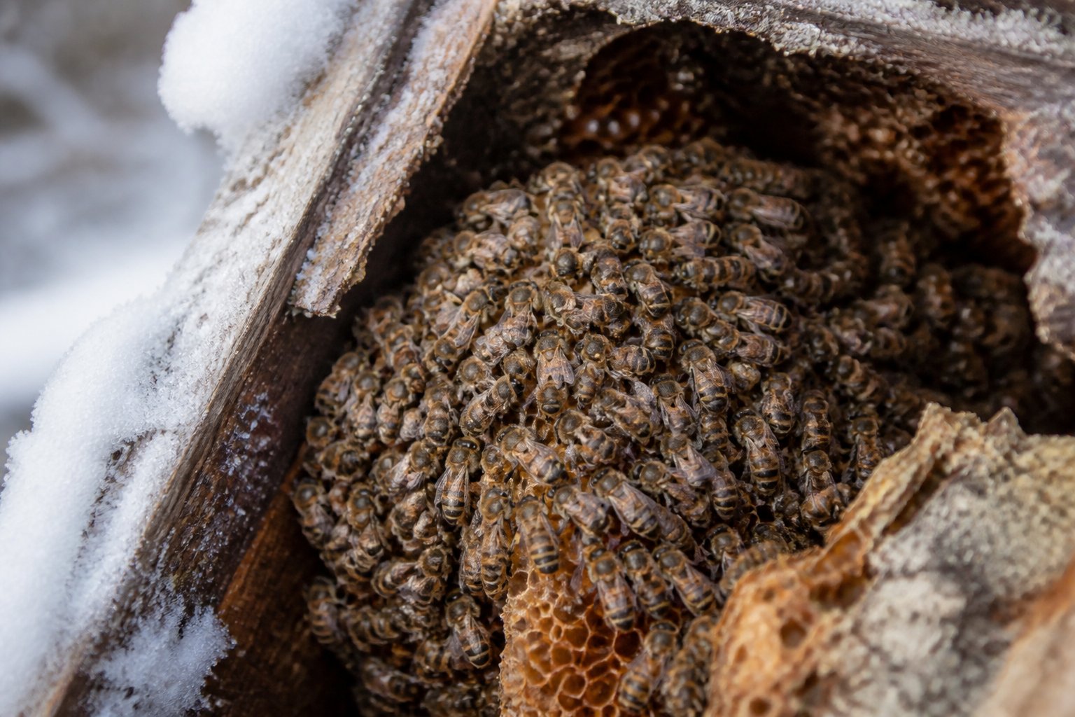 Close-up of bees clustered together inside a beehive during winter.