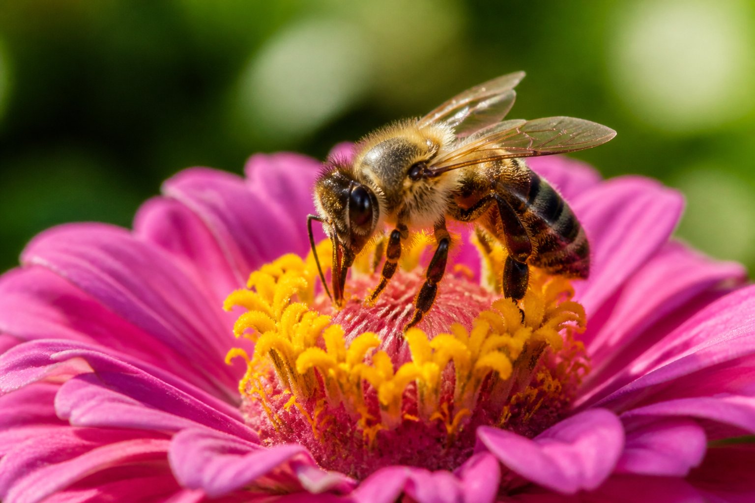 A close-up of a honeybee feeding on nectar from a flower surrounded by green foliage.