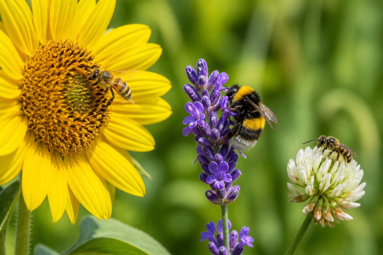Close-up of different types of bees feeding on various colorful flowers outdoors.