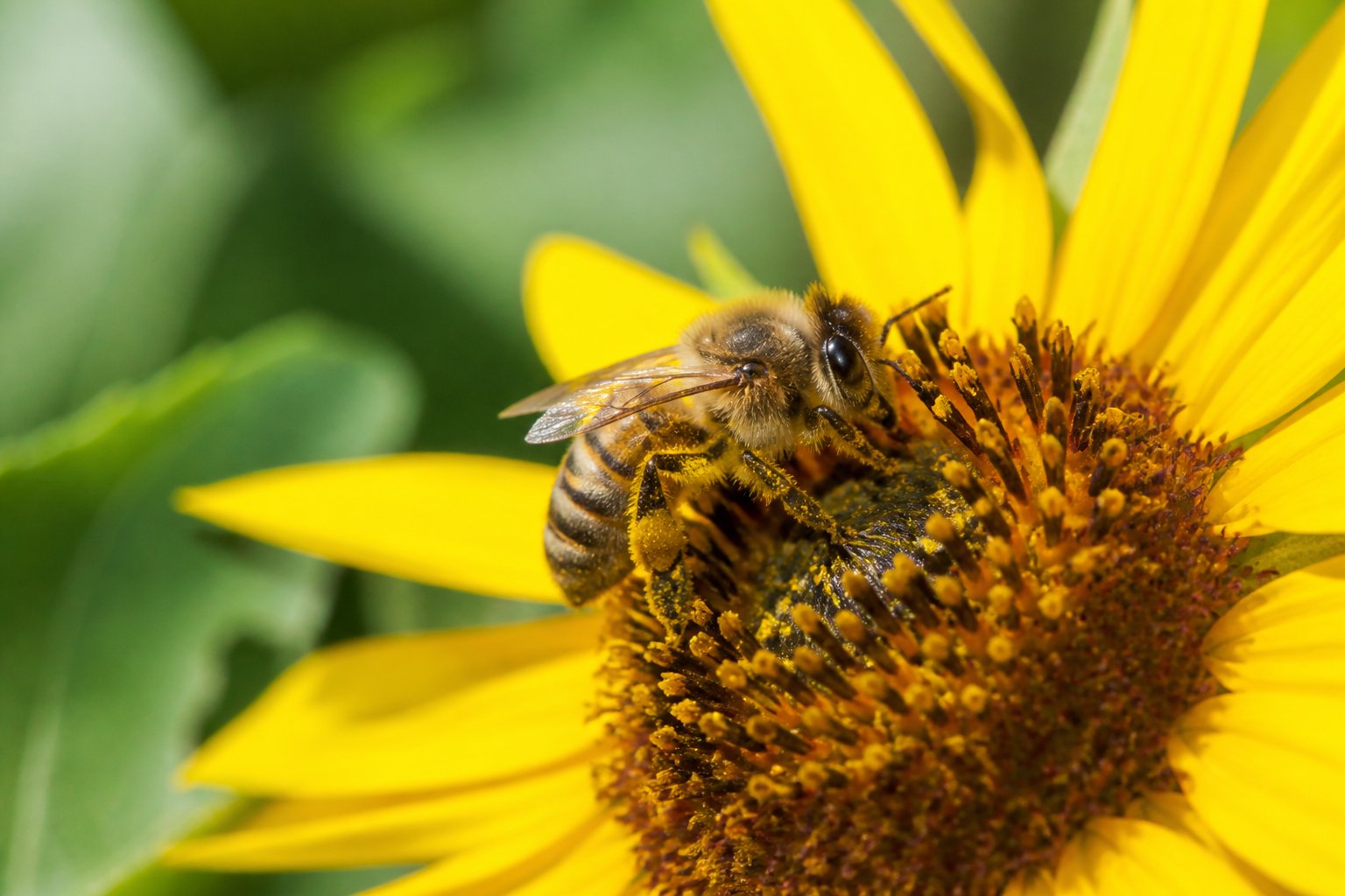 A honeybee perched on a yellow sunflower with green foliage in the background.