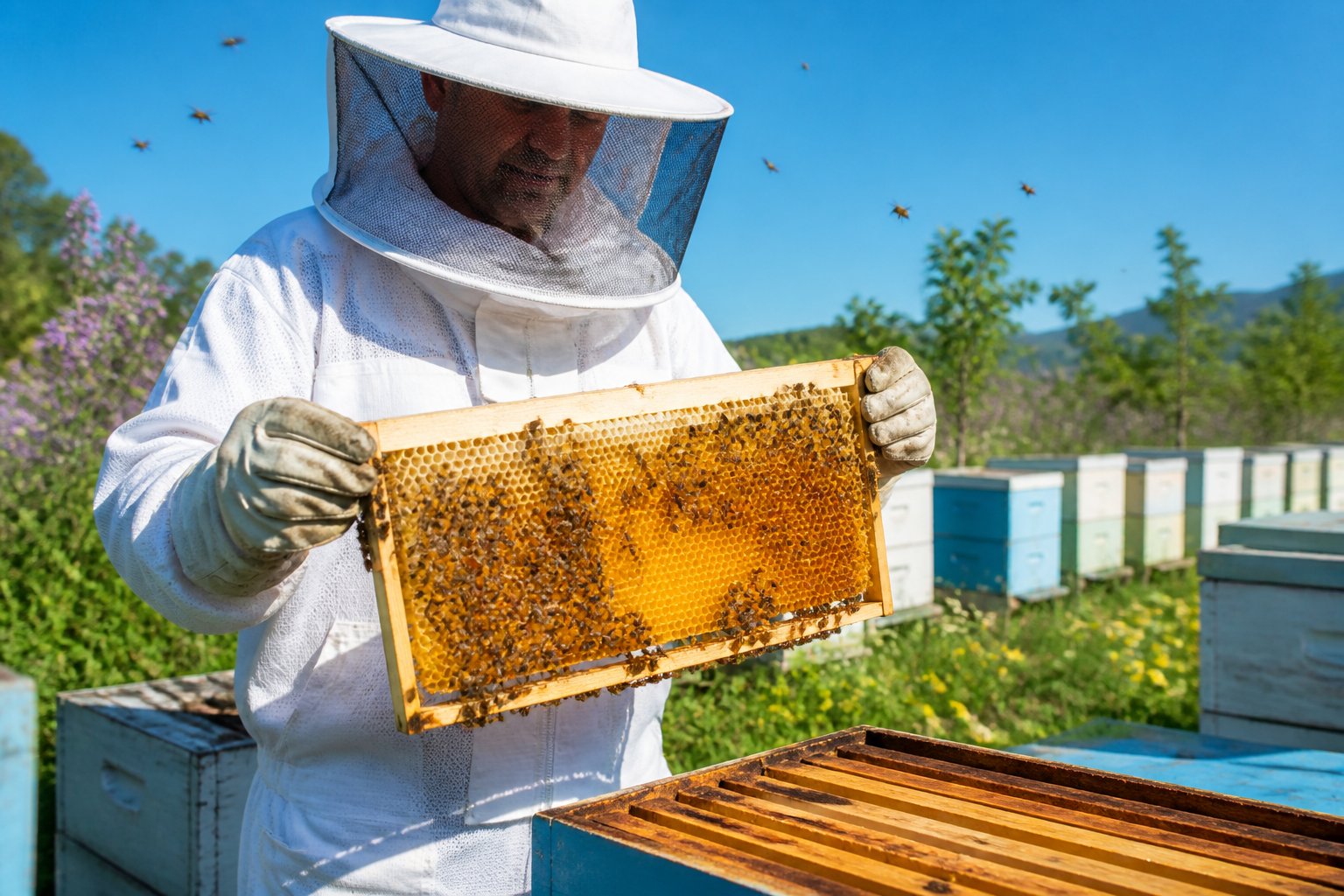 A beekeeper in protective clothing holding a honeycomb frame covered with bees inside an apiary with flowering plants and beehives.