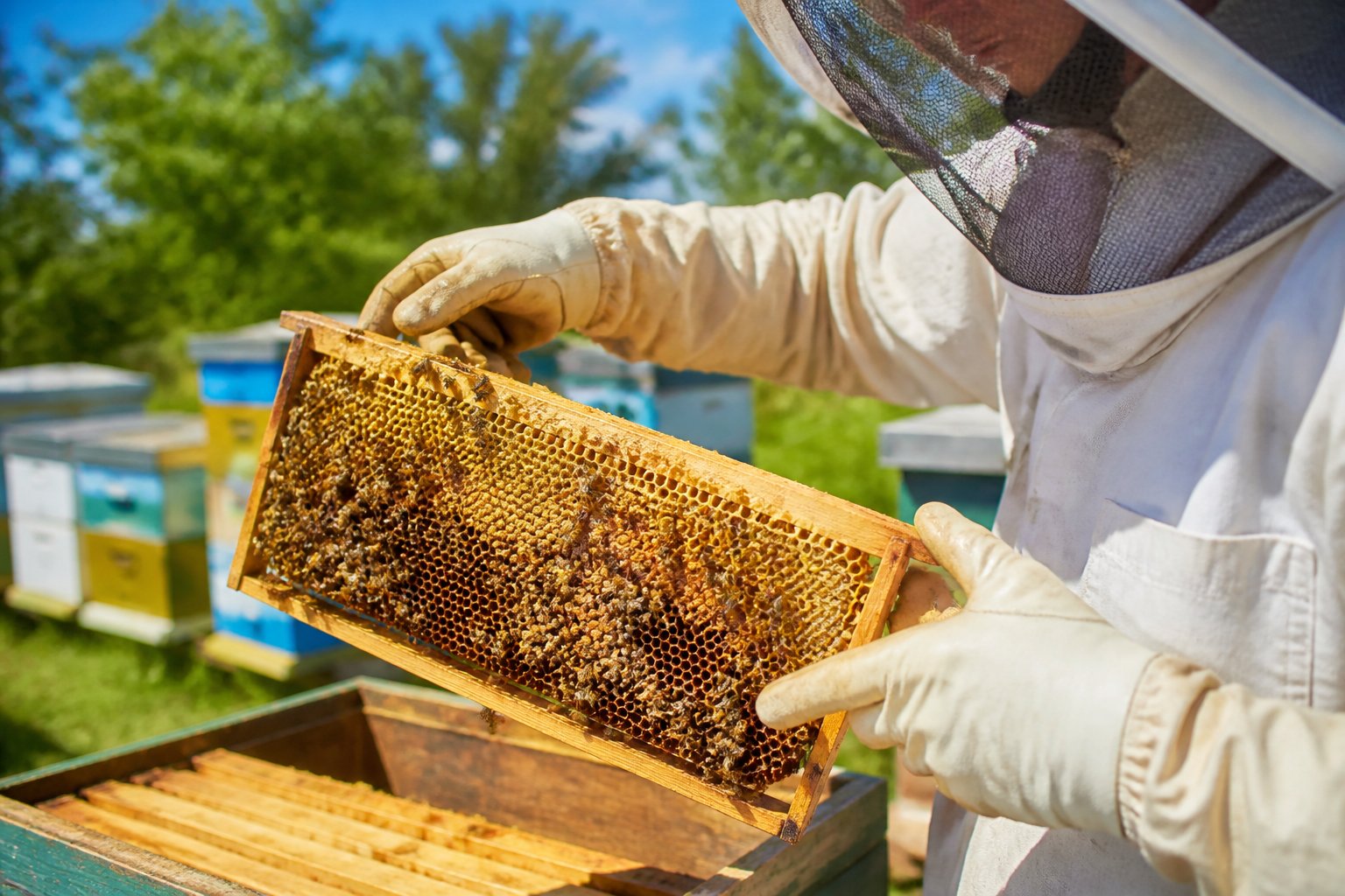 A beekeeper in protective clothing holding a wooden frame covered with beeswax and honeybees inside an apiary with colorful beehives in the background.